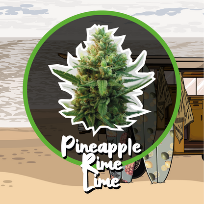 Pineapple Rime Line Fast Version X4 - Delirium Seeds