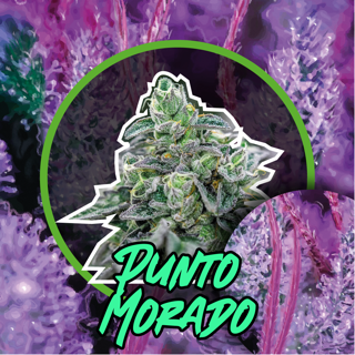 Punto Morado Fast Version X1 - Delirium Seeds