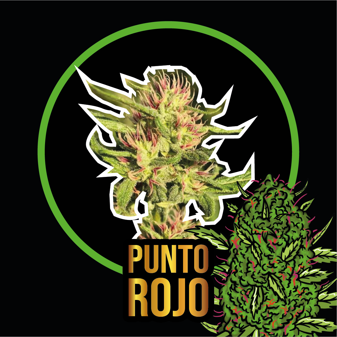 Punto Rojo Fem X4 - Delirium Seeds