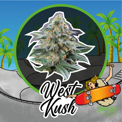 West Kush Auto X1 - Delirium Seeds