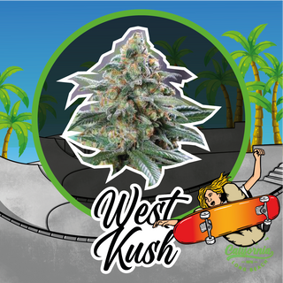 West Kush Auto X4 - Delirium Seeds