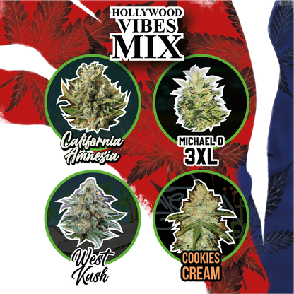 Mix Hollywood Vibe Auto X8 - Delirium Seeds - vista 2