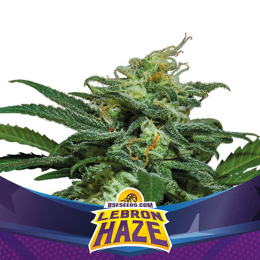 Lebron Haze Xxl Auto X4 - Bsf