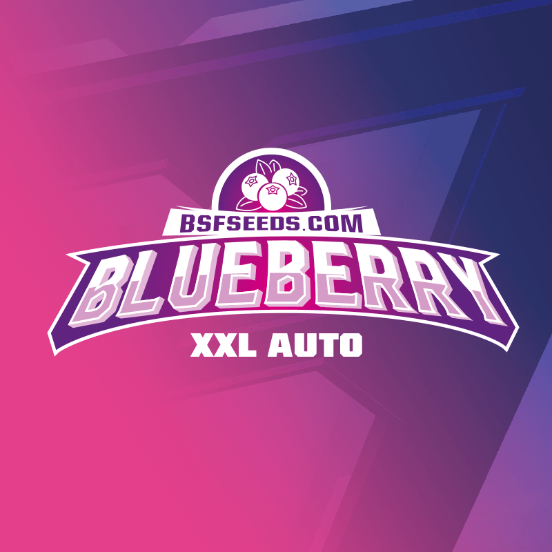 Blue Berry Auto X2 - Bsf - vista 2