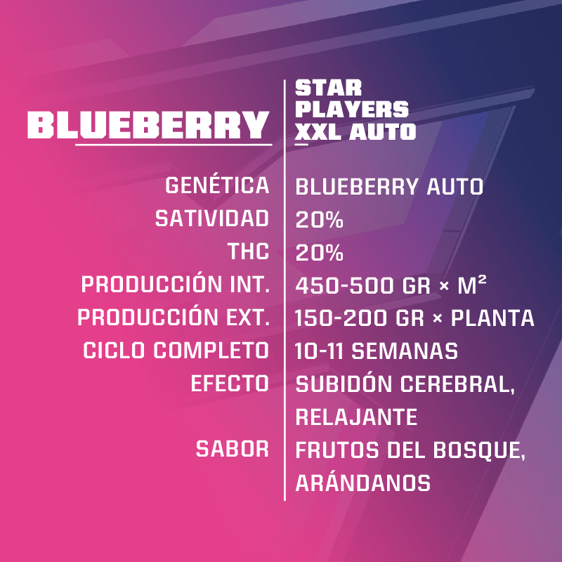 Blue Berry Auto X2 - Bsf - vista 3