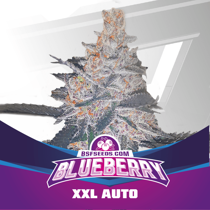 Blue Berry Auto X2 - Bsf