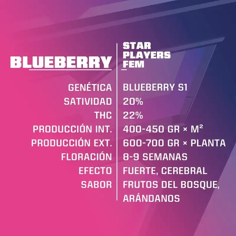 Blue Berry Fem X2 - Bsf - vista 2