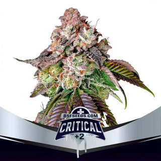 Critical +2 Fem X2 - Bsf