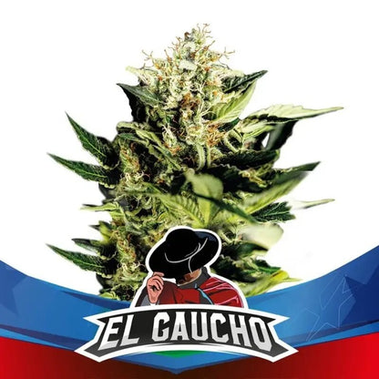 El Gaucho Faster Sp X2 - Bsf