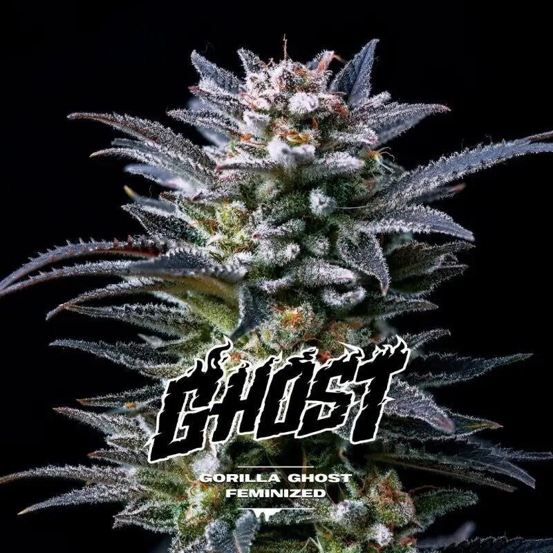 Gorilla Ghost Gk Fem X2 - Bsf - vista 2