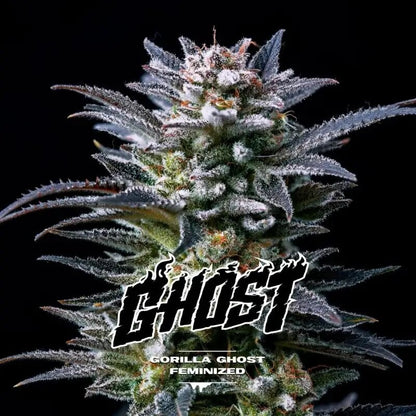 Gorilla Ghost Gk Fem X2 - Bsf - vista 2
