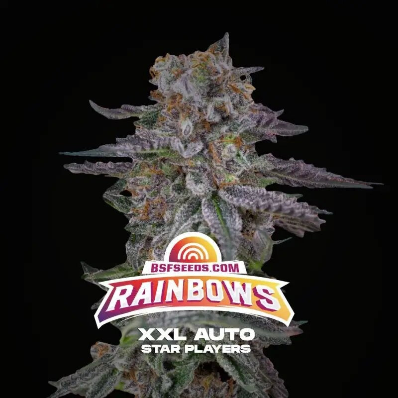 Rainbows Xxl Auto X12 - Bsf