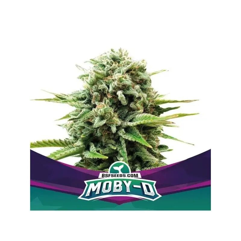 Moby-D Fem X2 - Bsf