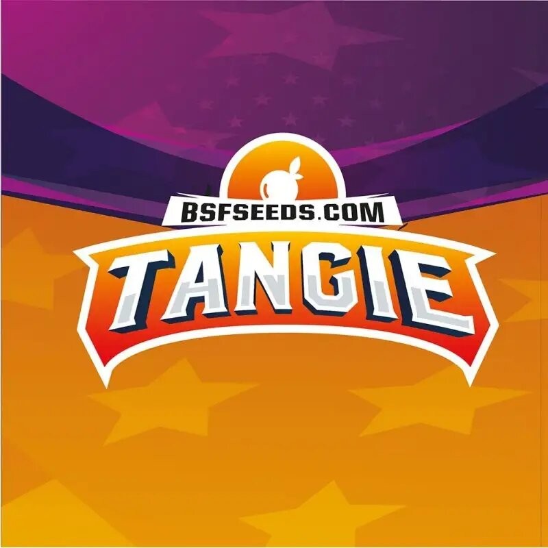 Tangie Fem X2 - Bsf - vista 3