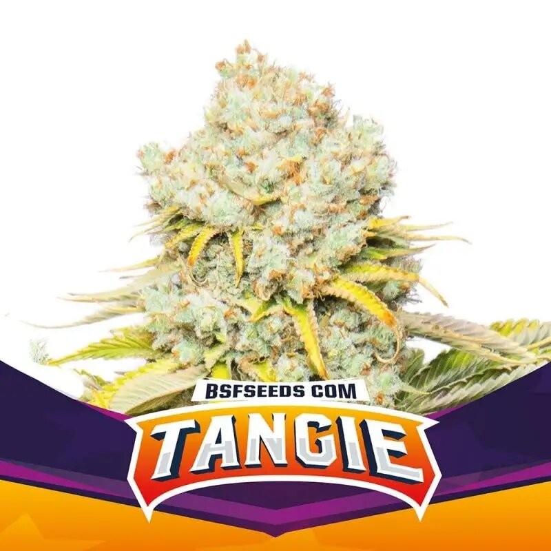 Tangie Fem X12 - Bsf - vista 2