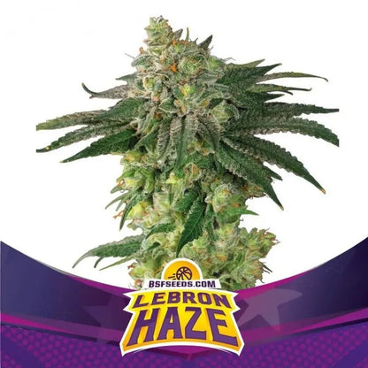 Lebron Haze Fem X2 - Bsf - vista 2