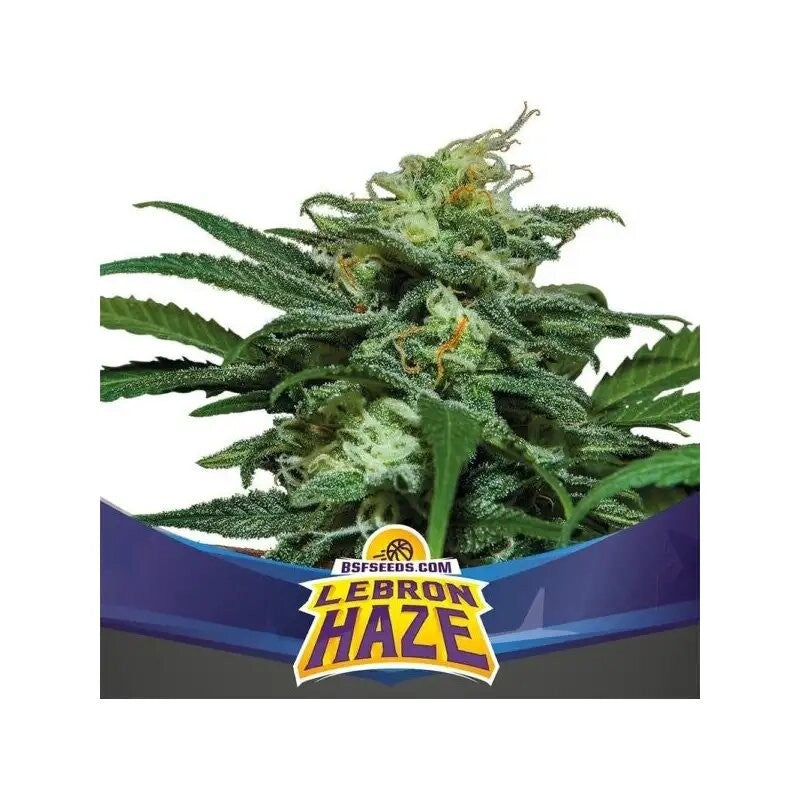 Lebron Haze Xxl Auto X12 - Bsf - vista 2