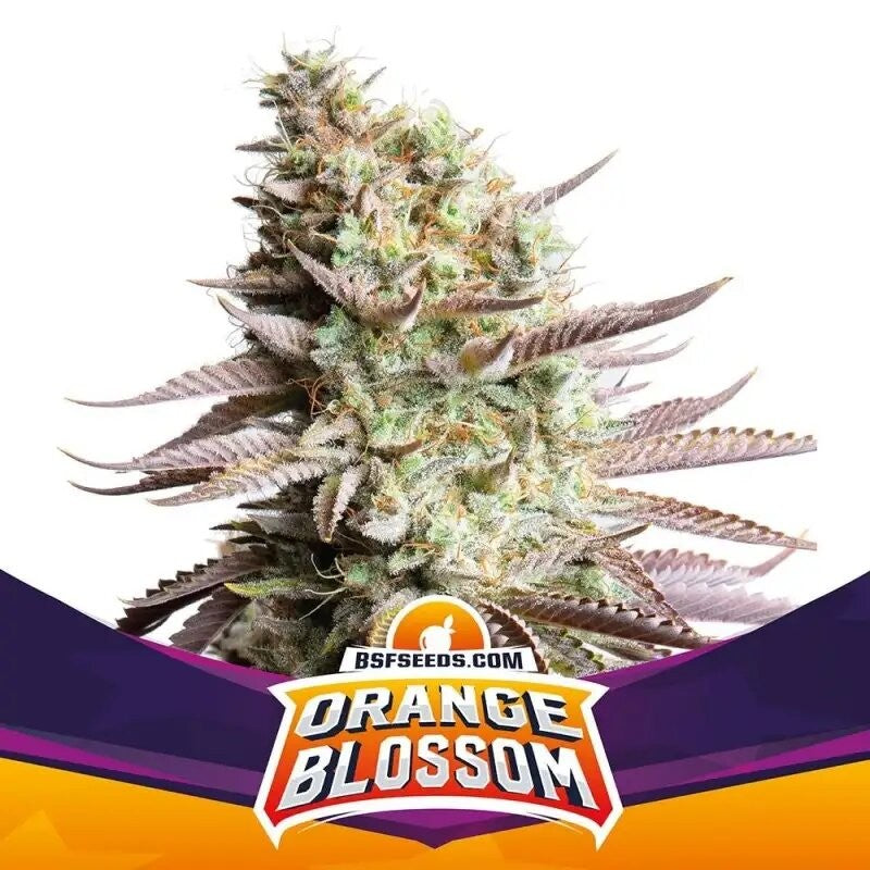 Orange Blossom Fem X12 - Bsf