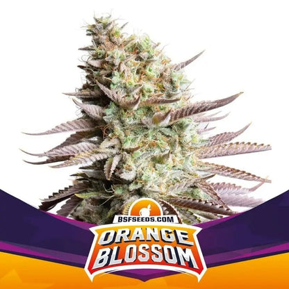 Orange Blossom Fem X12 - Bsf
