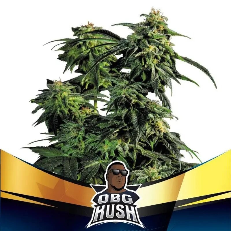 Obg Kush Fast Fem X2 - Bsf - vista 3