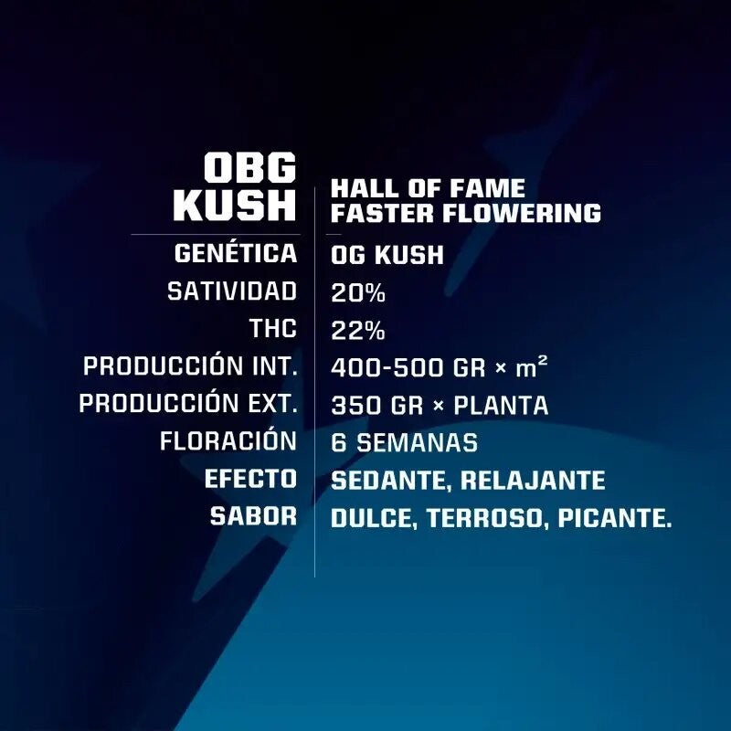 Obg Kush Fast Fem X2 - Bsf - vista 2