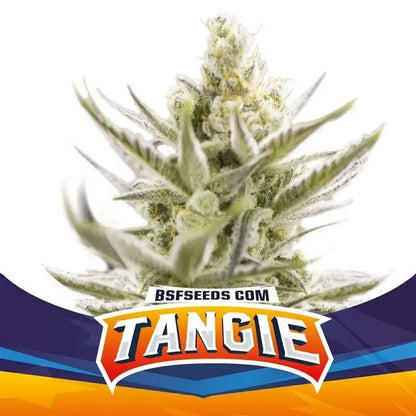 Tangie Xxl Auto X12 - Bsf