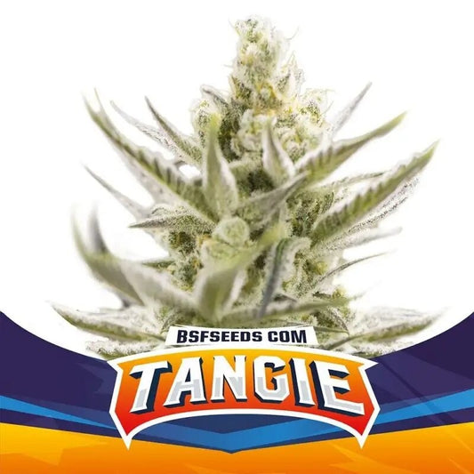 Tangie Xxl Auto X12 - Bsf