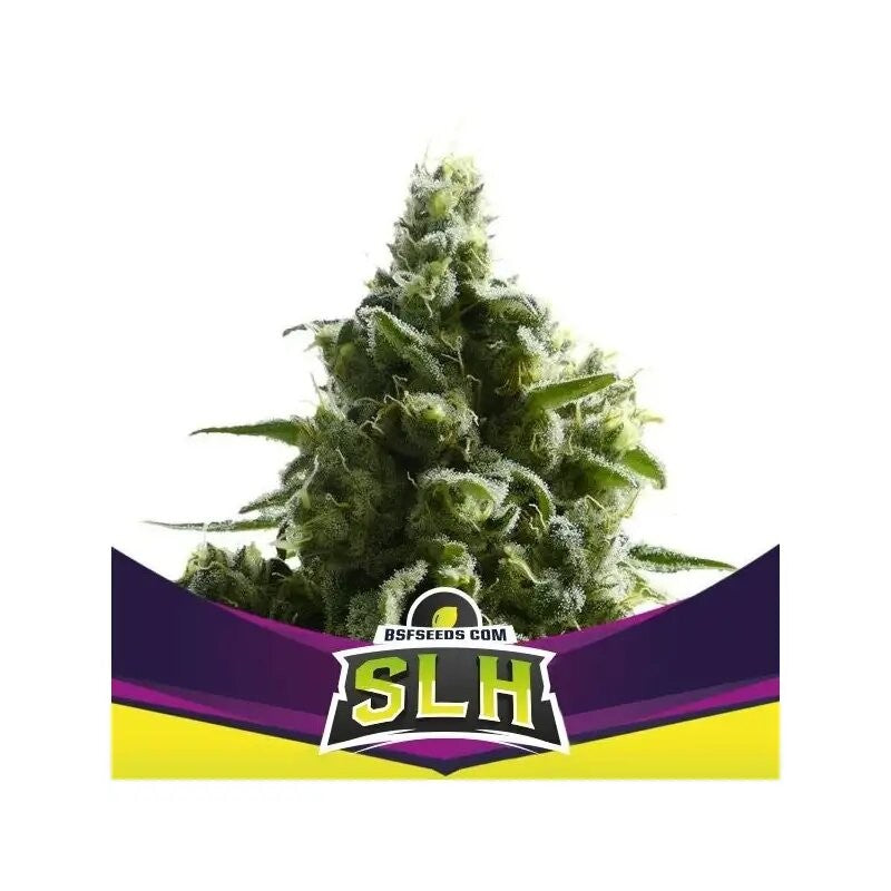 Super Lemon Haze X12 - Bsf