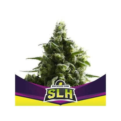 Super Lemon Haze X12 - Bsf