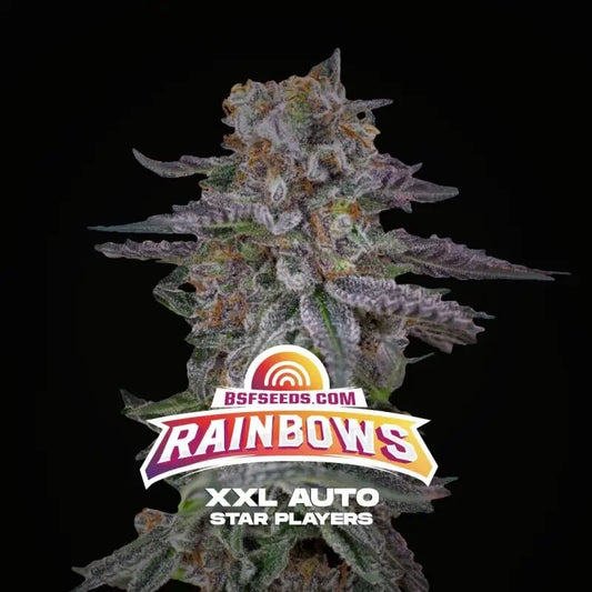 Rainbows Xxl Auto X4 - Bsf
