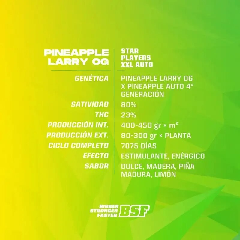 Pineapple Larry OG Xxl Auto X2 - Bsf - vista 2