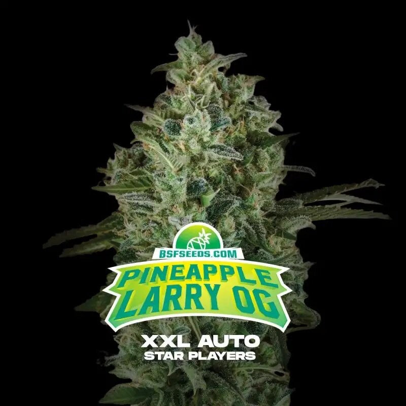 Pineapple Larry OG Xxl Auto X2 - Bsf