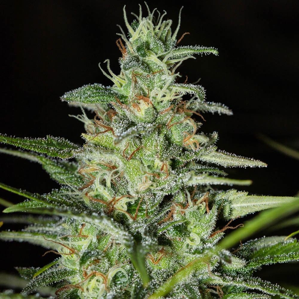 Monster CBD Fem X3+1 - Eva Seeds