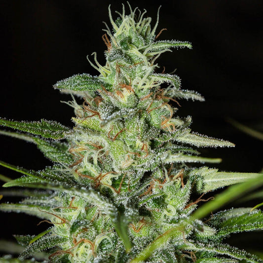 Monster CBD Fem X3+1 - Eva Seeds