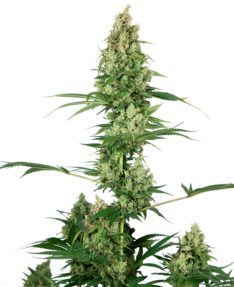 Silver Haze Regular X10 - Sensi Seeds
