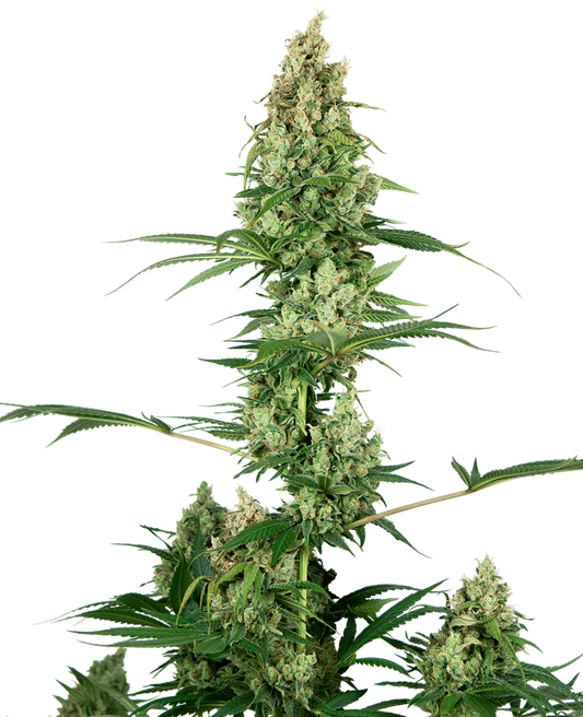 Silver Haze Regular X10 - Sensi Seeds
