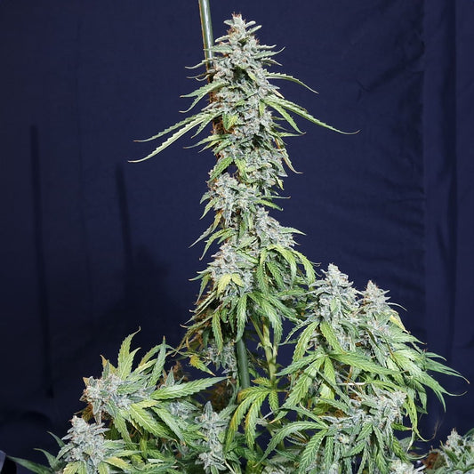 Super Watermelon Auto X3 - Eva Seeds