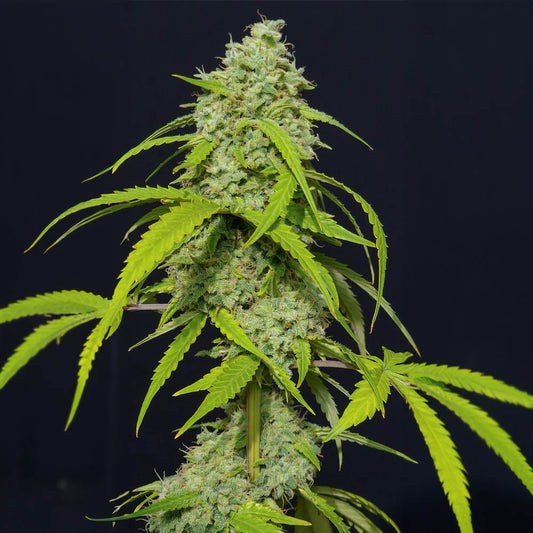 Orange Kush Auto X3 - Eva Seeds