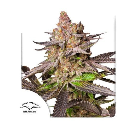 Melonade Runtz Fem X3 - Dutch Passion