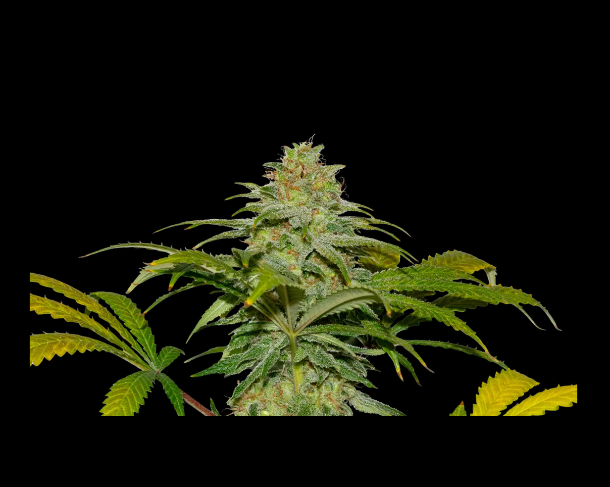 Papaya x Fruity Pebbles OG X25 - Secret File