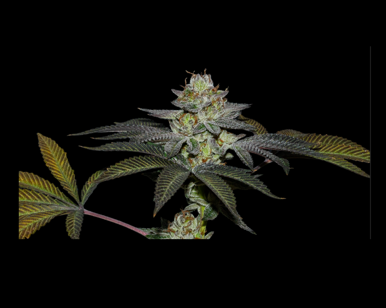 Coco Nutty x Fruity Pebbles OG X3+1 - Secret File