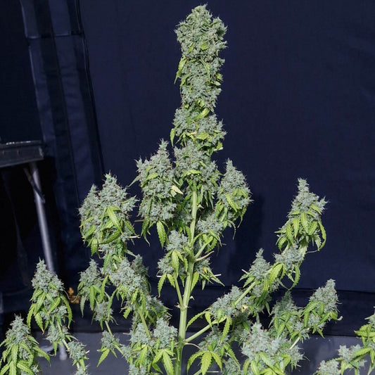 Magic Tree Auto X3 - Eva Seeds