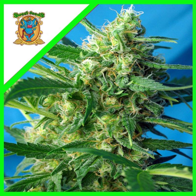 Nyc Diesel Fem X3+1 - Sweet Seeds