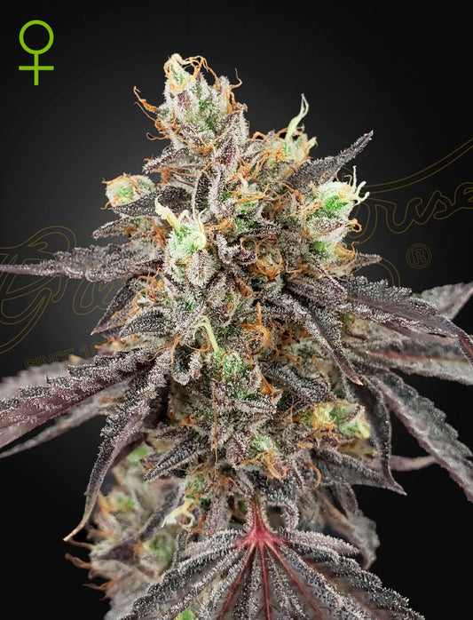 Gelato 41 x Gelato 41 Auto X3 - Green House