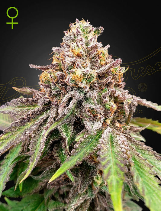 Blue Haze x Gelato 41 Auto X3 - Green House