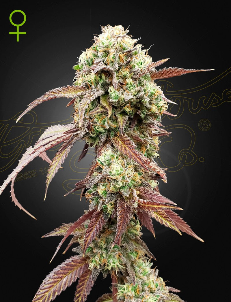 West Coast OG x Gelato 41 Auto X3 - Green House