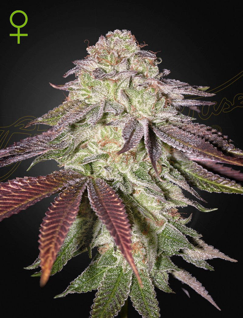 Sugarlato Auto X3 - Green House