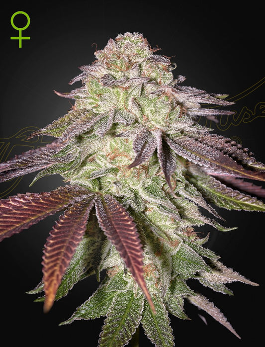 Sugarlato Auto X3 - Green House