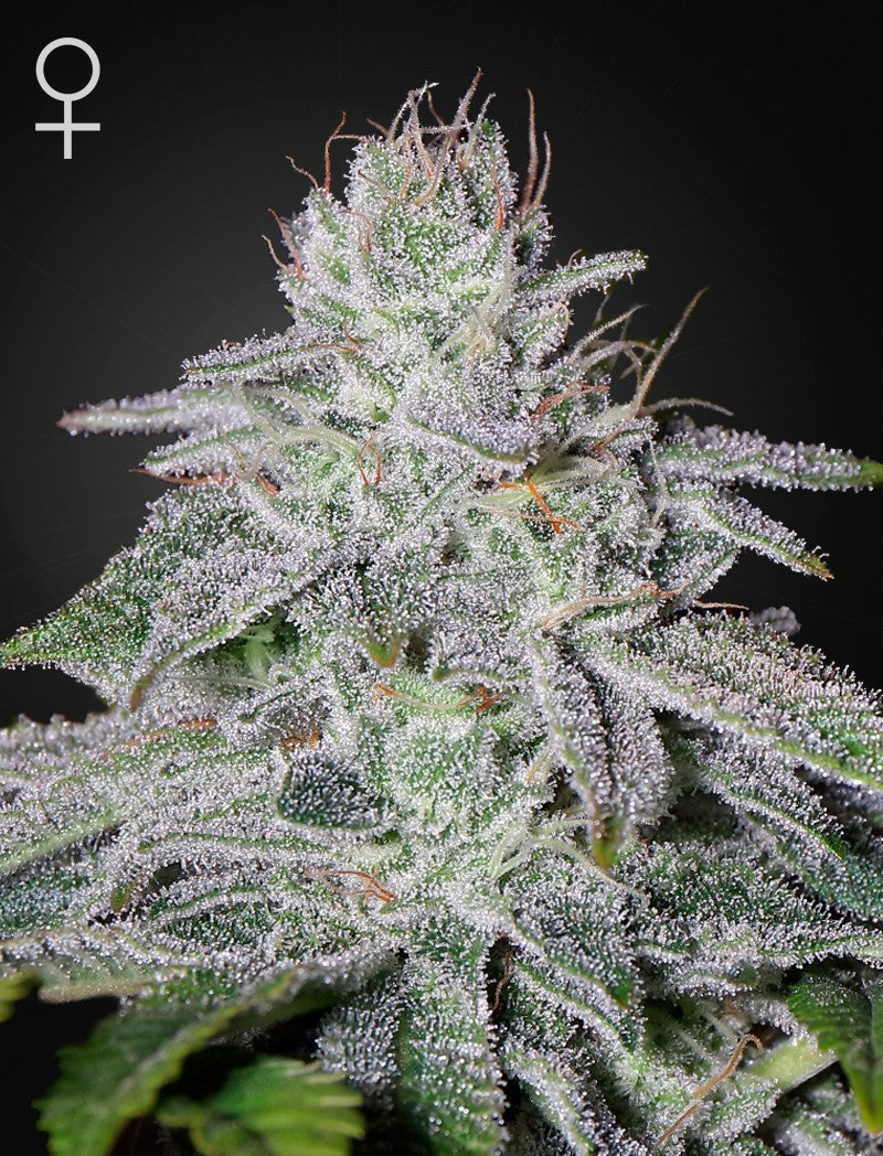 Francos Lemon Cheese Fem - Green House
