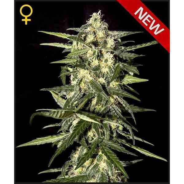 Jacks Dream Fem X3 - Green House